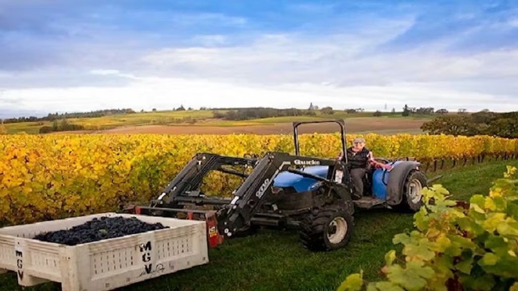 Vineyard Tour and Tasting